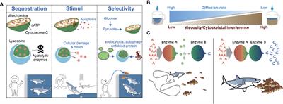 Metabolic Compartmentalization at the Leading Edge of Metastatic Cancer Cells